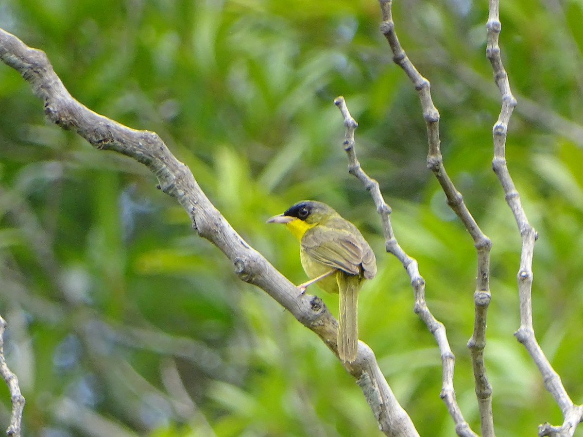 Gray-crowned Yellowthroat - Alfonso Auerbach