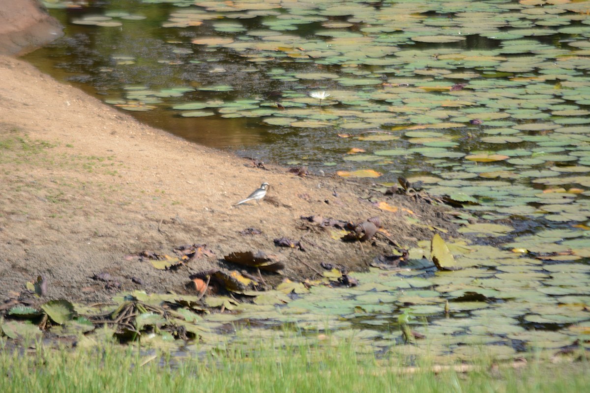 African Pied Wagtail - ML165284201