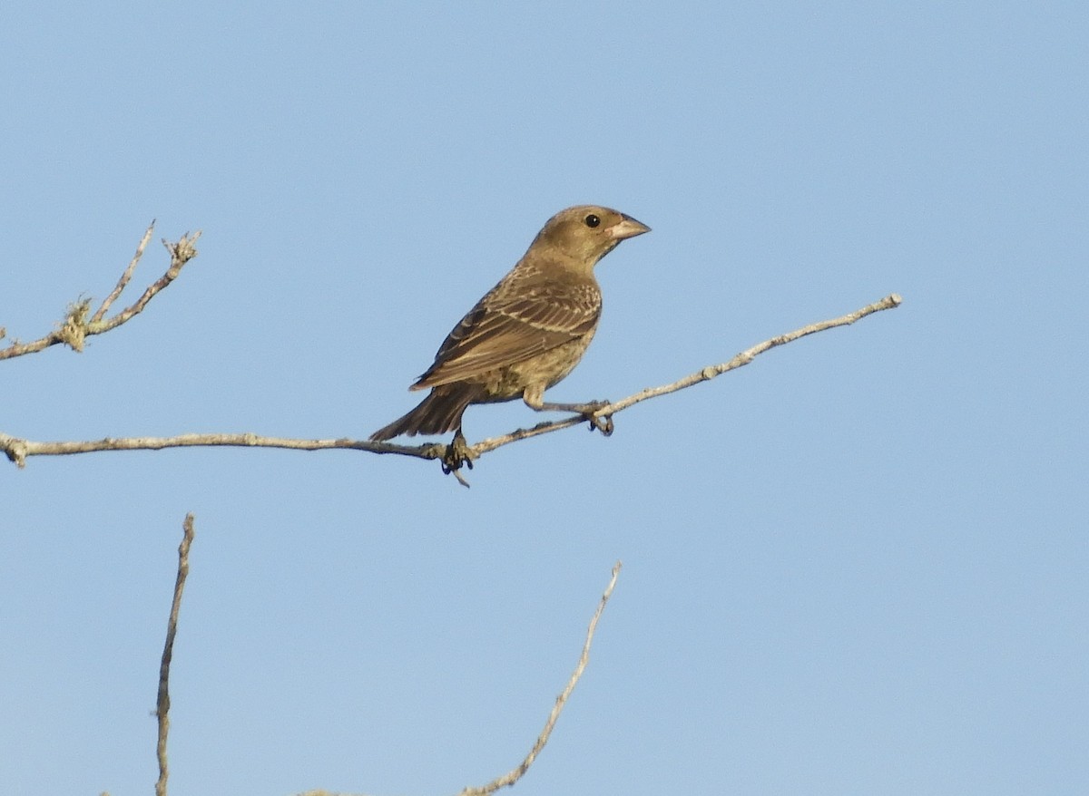 Brown-headed Cowbird - ML165287411