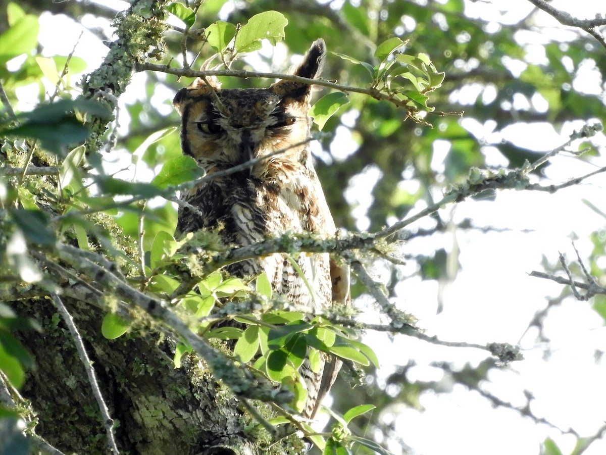 Great Horned Owl - ML165287731
