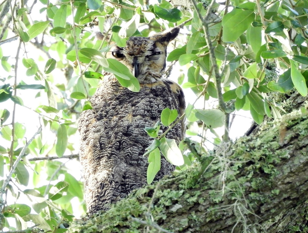 Great Horned Owl - ML165287741