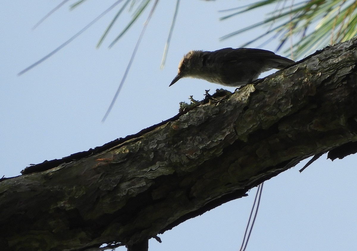 Brown-headed Nuthatch - ML165288111