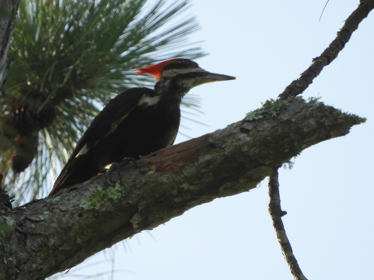 Pileated Woodpecker - ML165288121