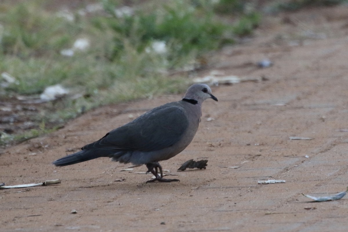 Red-eyed Dove - ML165289231