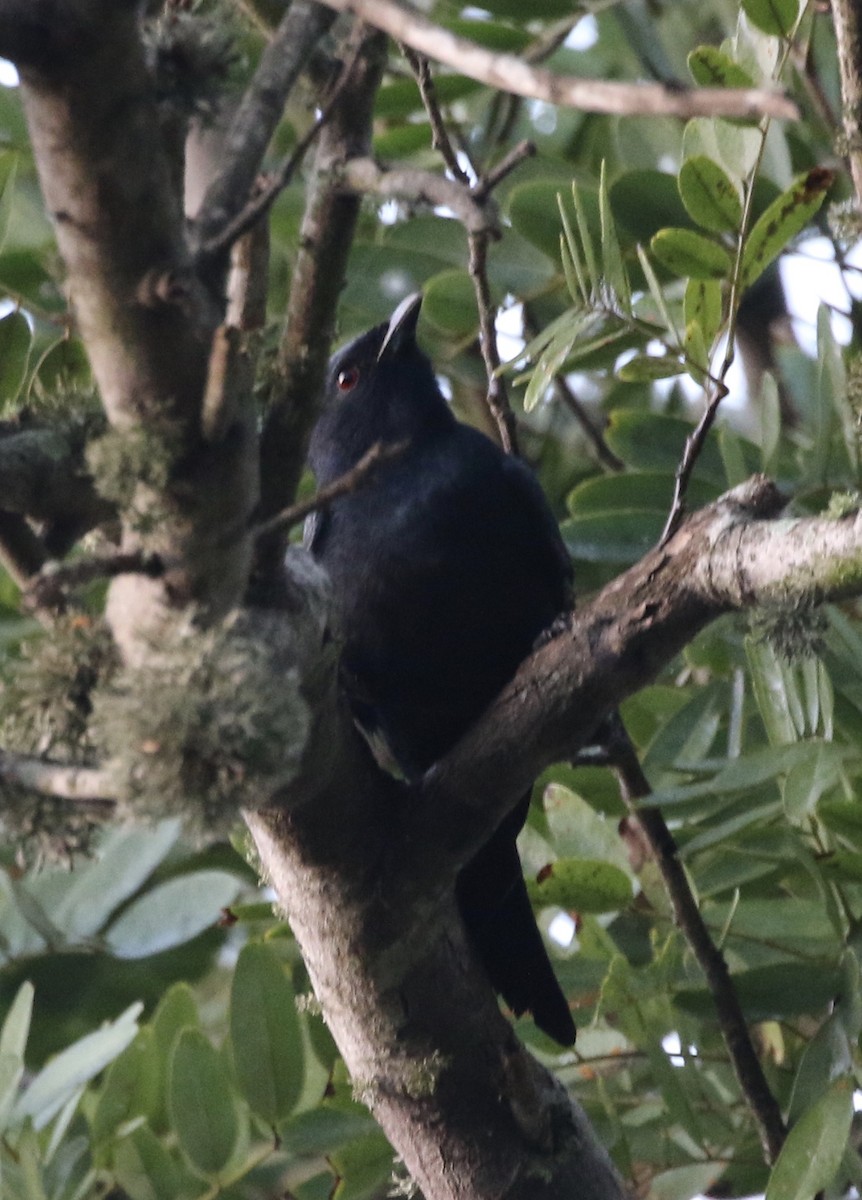 Fork-tailed Drongo - ML165289341