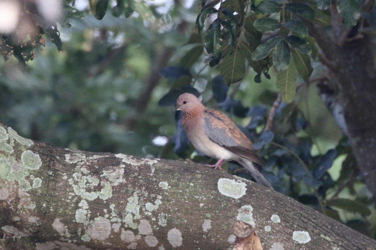 Laughing Dove - ML165289431