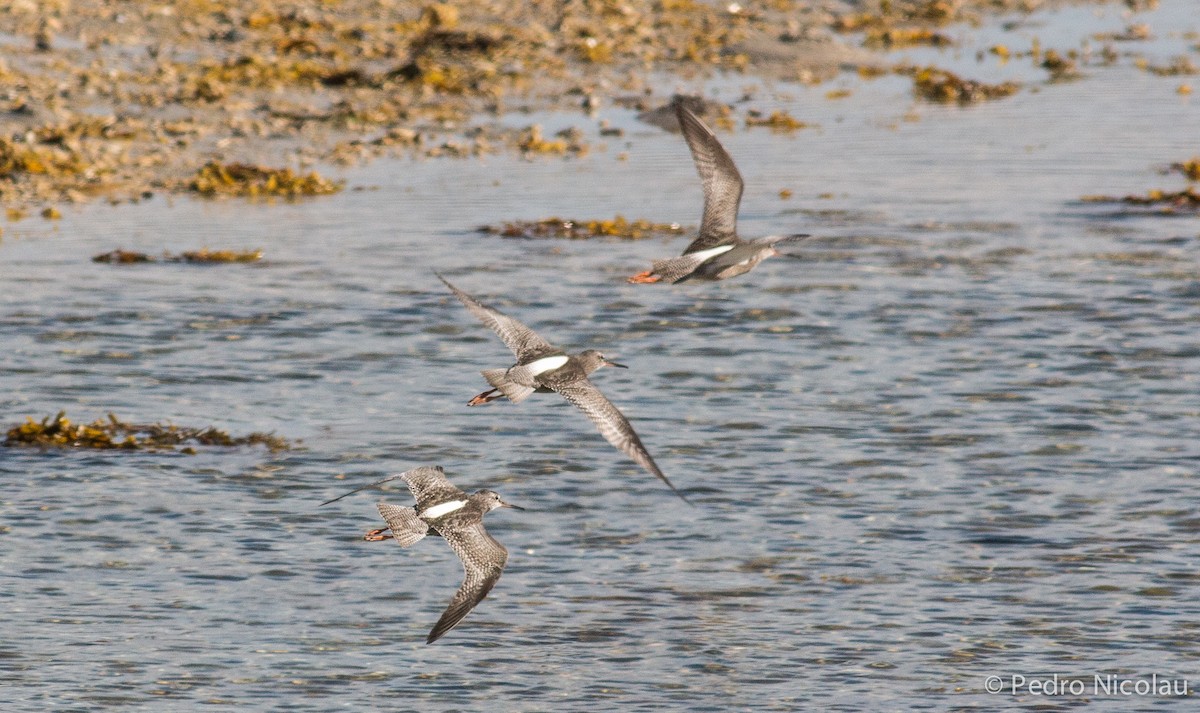 Spotted Redshank - ML165290041