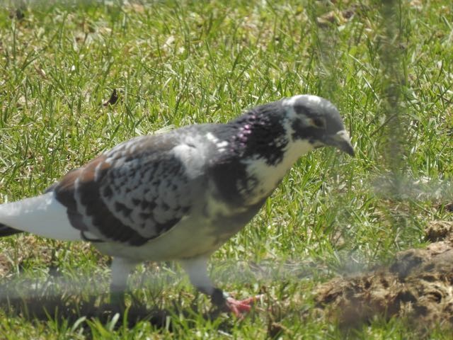 Rock Pigeon (Feral Pigeon) - Vern Tunnell