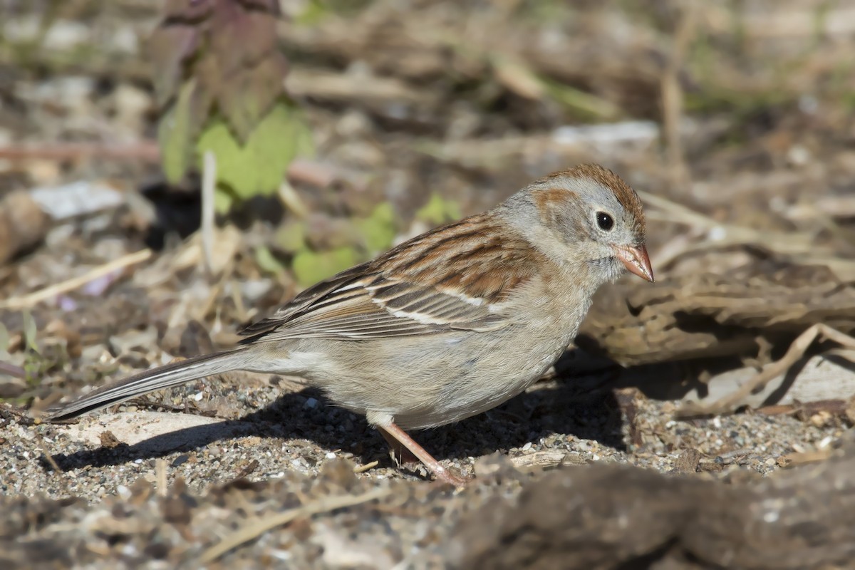 Field Sparrow - pierre martin