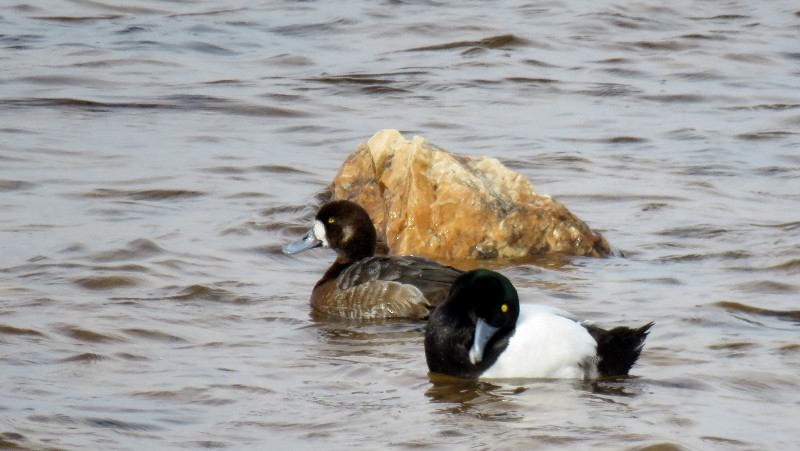 Greater Scaup - ML165306901