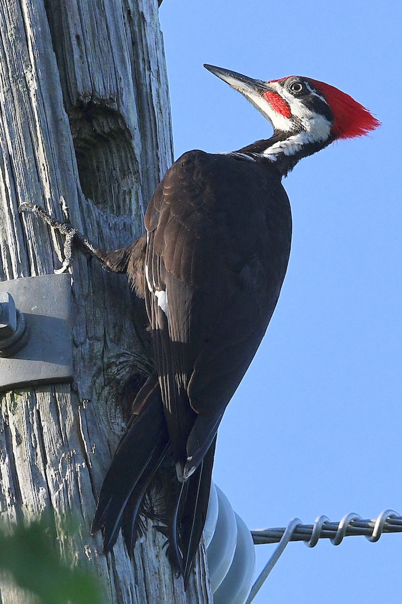 Pileated Woodpecker - Lewis Gray