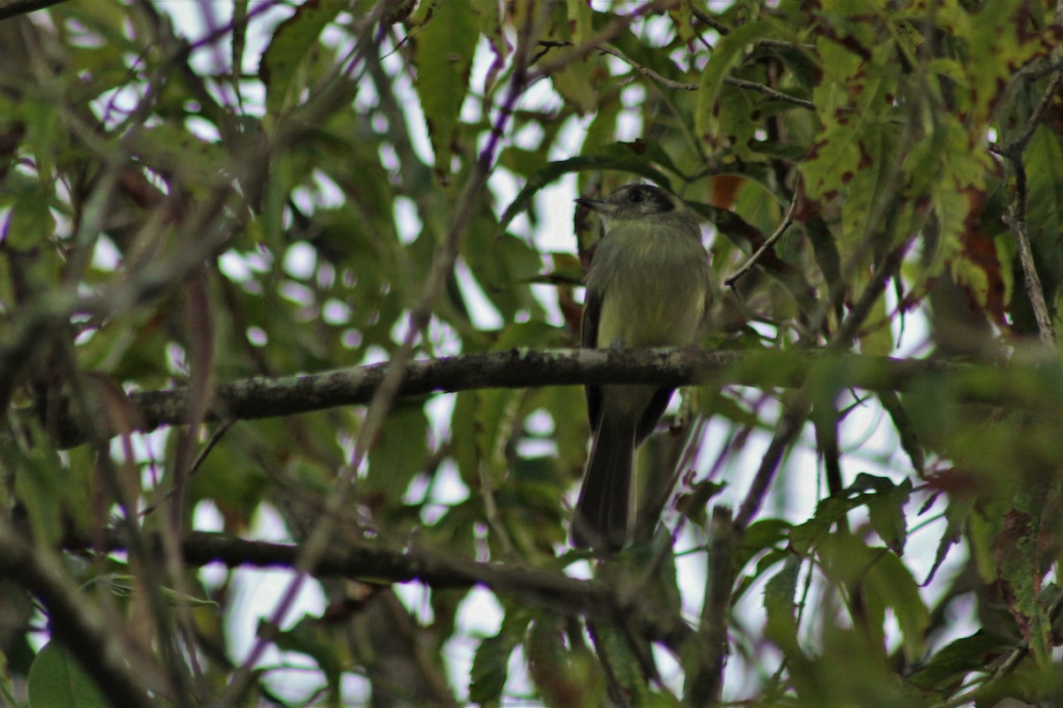 Sepia-capped Flycatcher - ML165313711