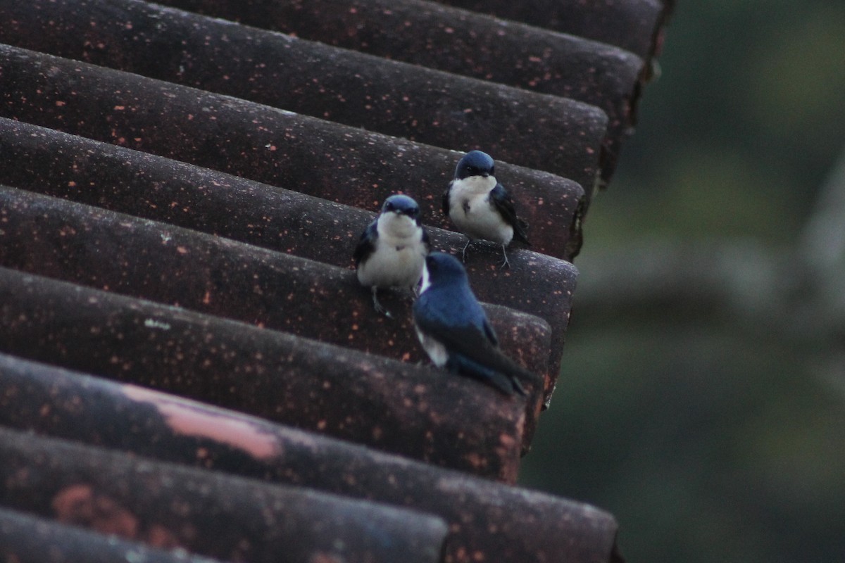 Blue-and-white Swallow - ML165314521