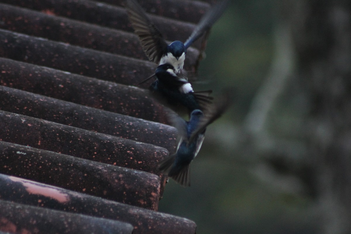 Blue-and-white Swallow - ML165314531