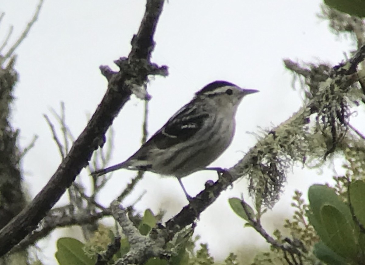 Black-and-white Warbler - ML165319731