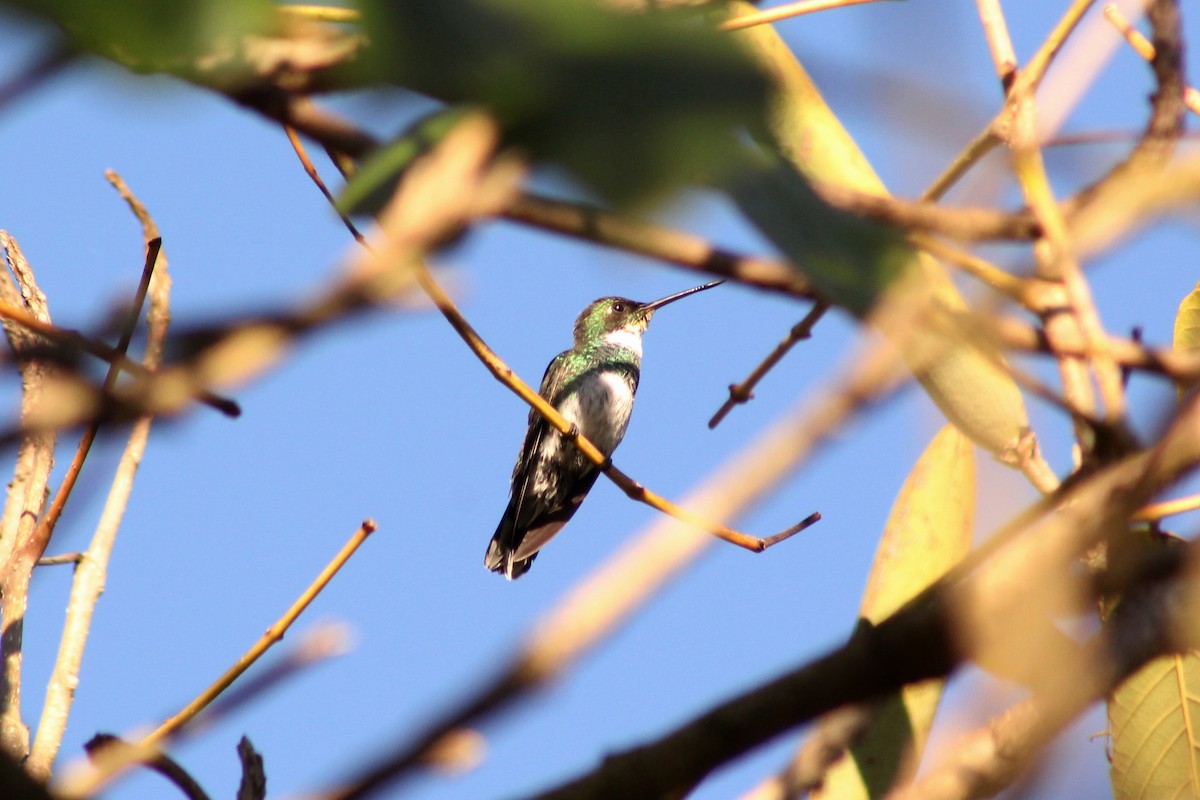 White-throated Hummingbird - ML165325881