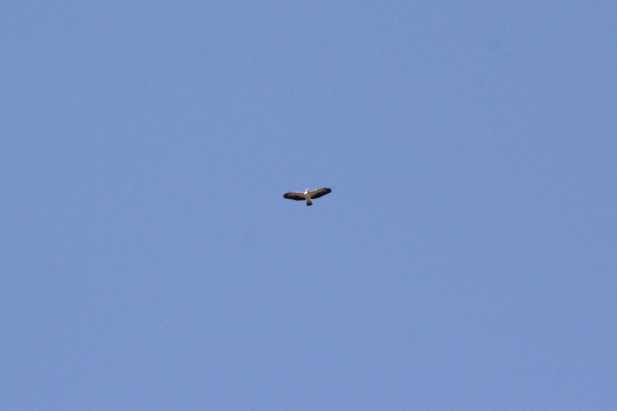 Short-tailed Hawk - ML165327231