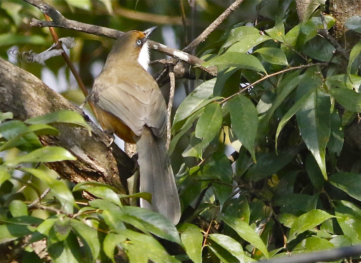 White-throated Laughingthrush - Don Roberson