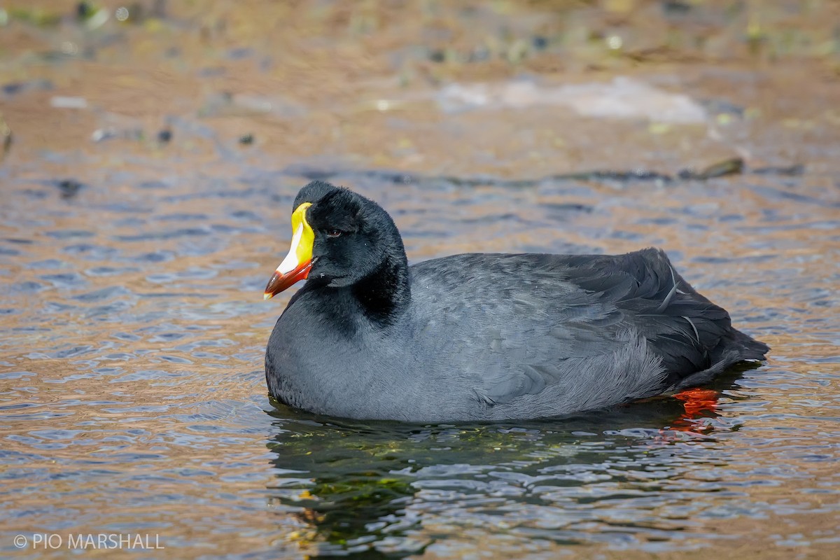 Giant Coot - ML165330931