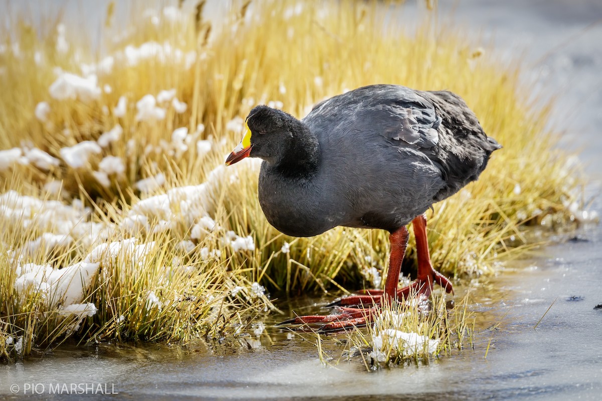 Giant Coot - ML165330941