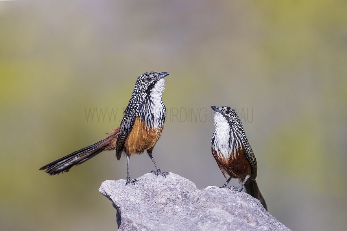 White-throated Grasswren - Laurie Ross | Tracks Birding & Photography Tours