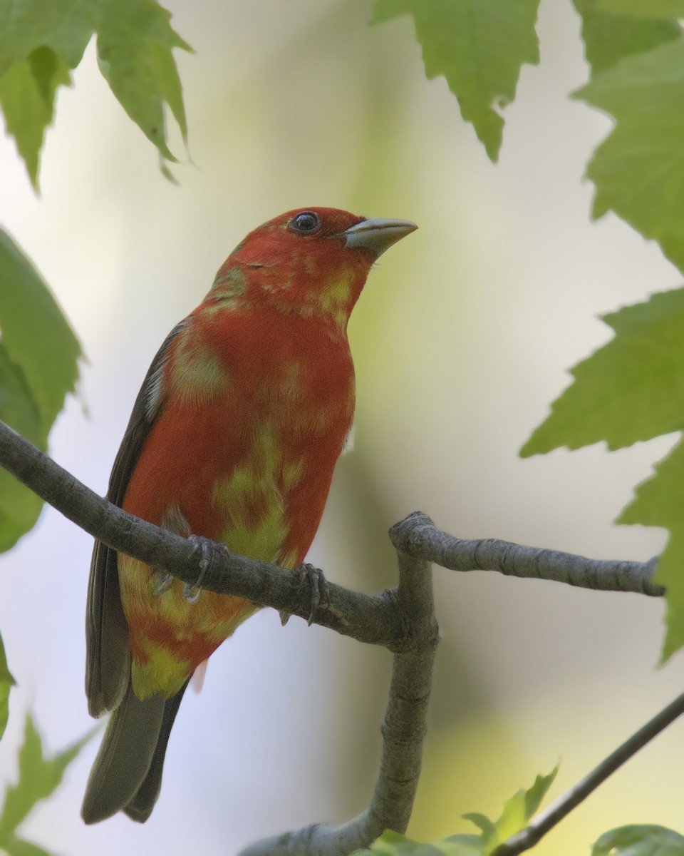 Scarlet Tanager - pierre martin