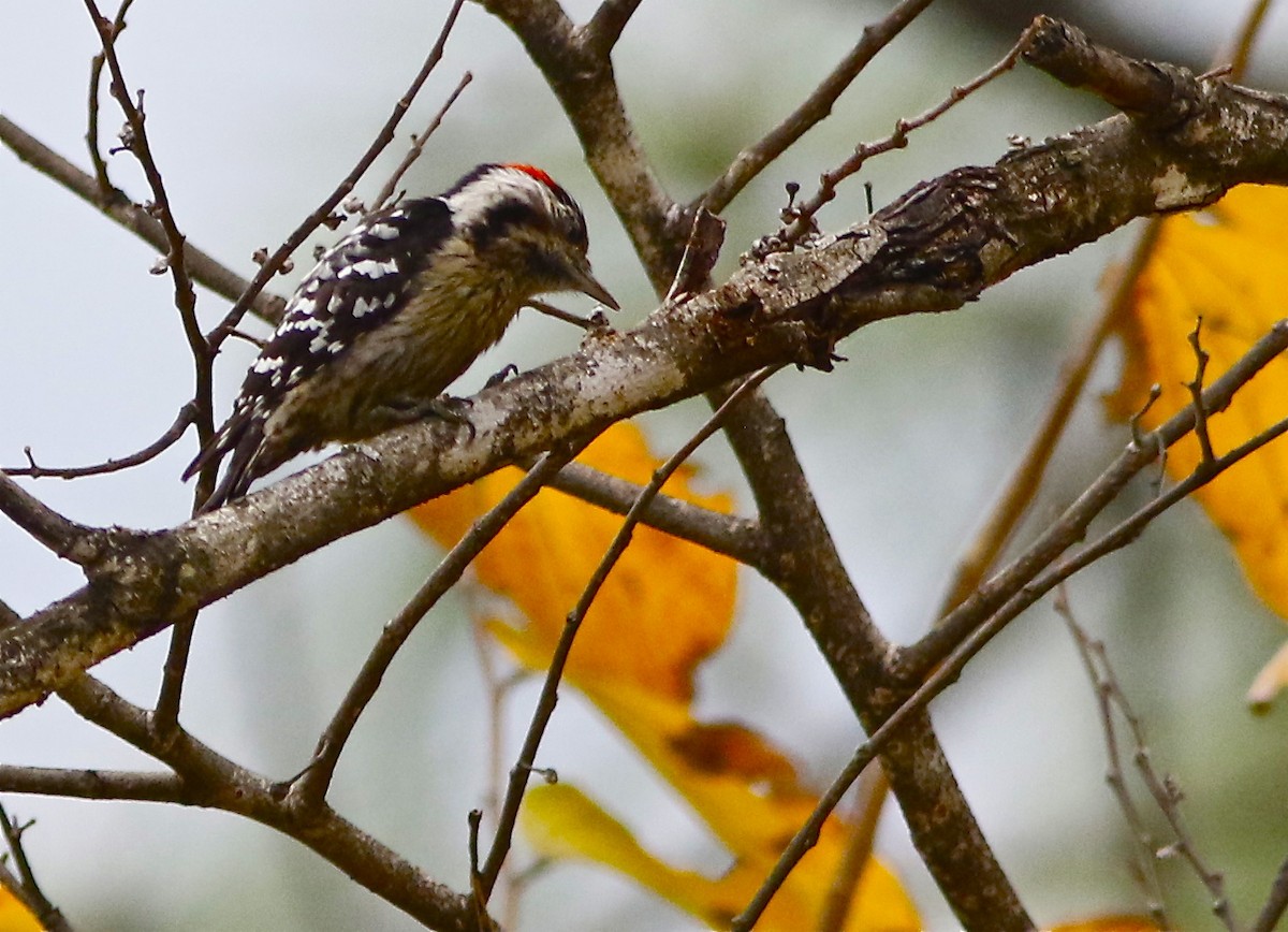 Gray-capped Pygmy Woodpecker - Don Roberson