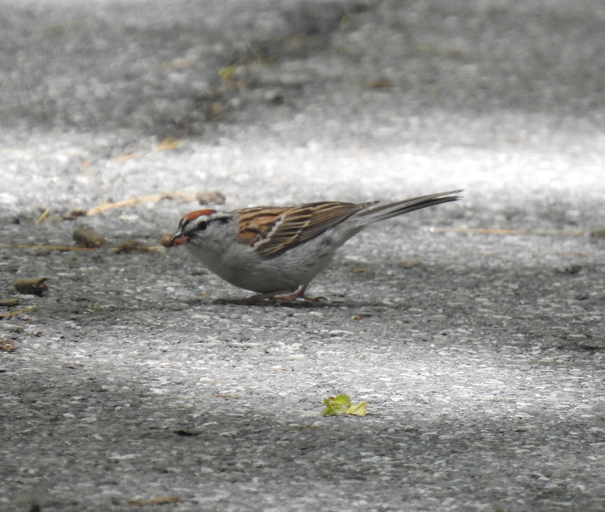 Chipping Sparrow - Glenn Hodgkins