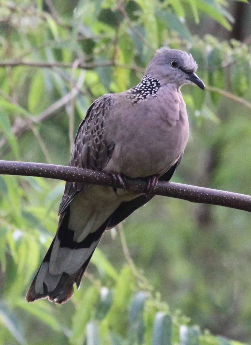 Spotted Dove - ML165339131