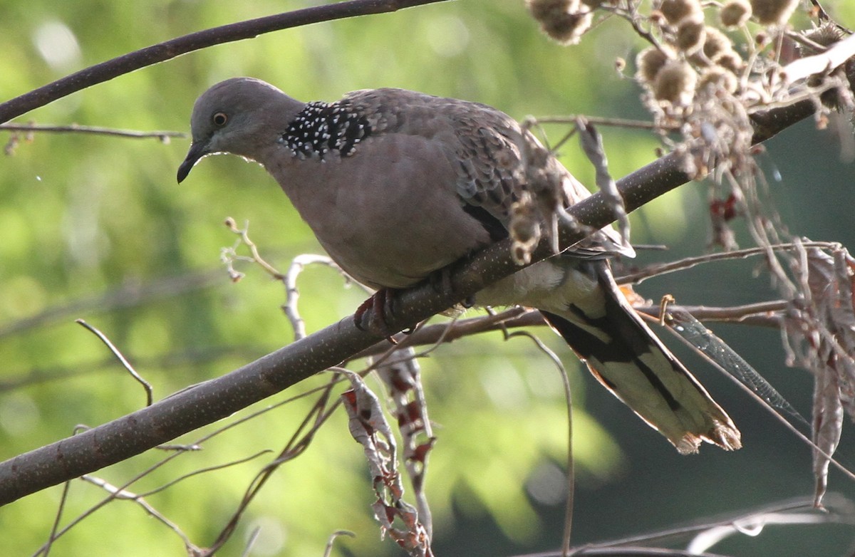 Spotted Dove - ML165339151