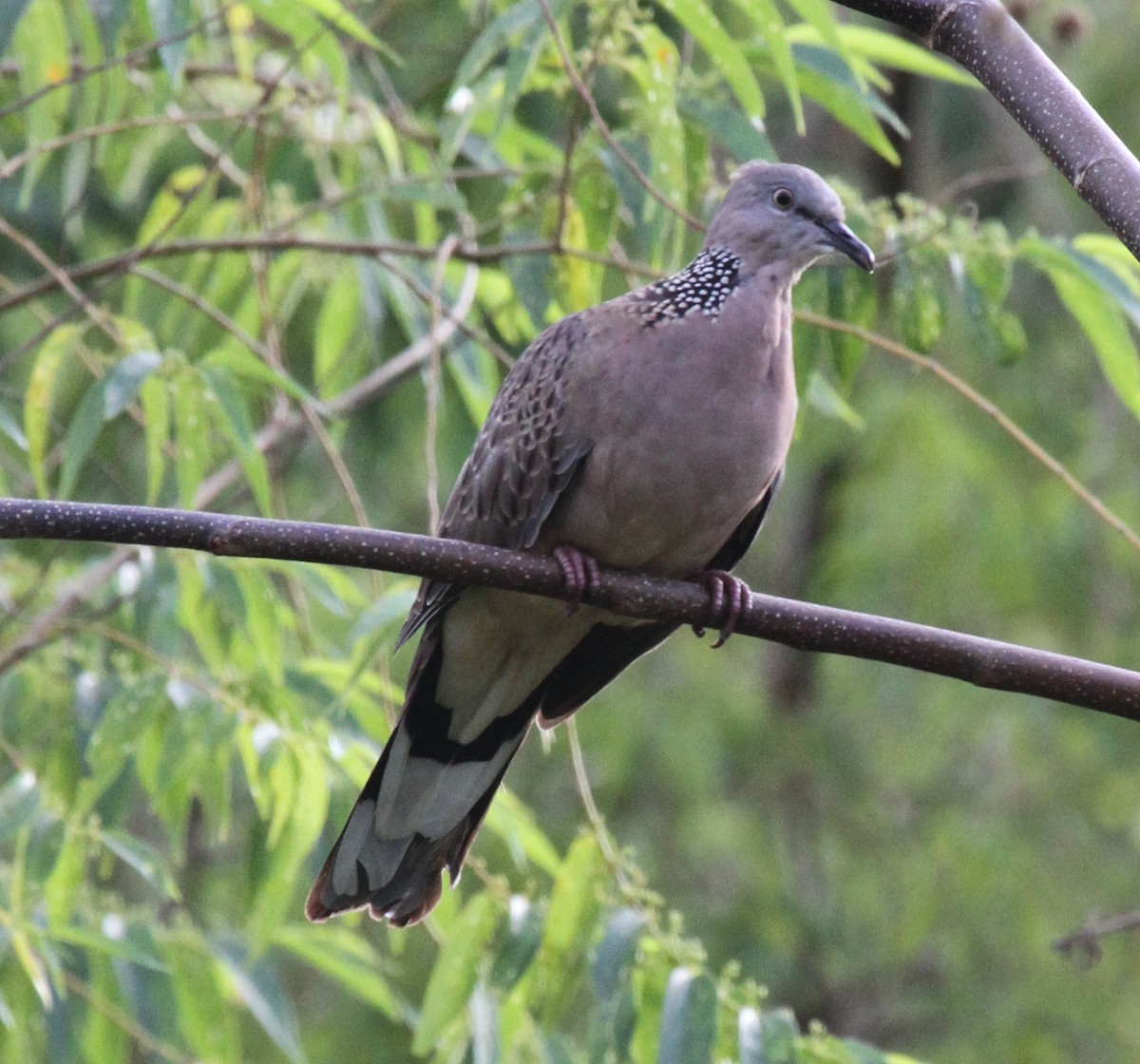 Spotted Dove - ML165339171