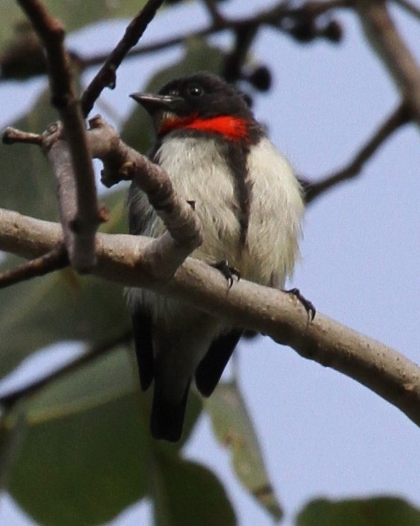 Red-chested Flowerpecker - ML165342761