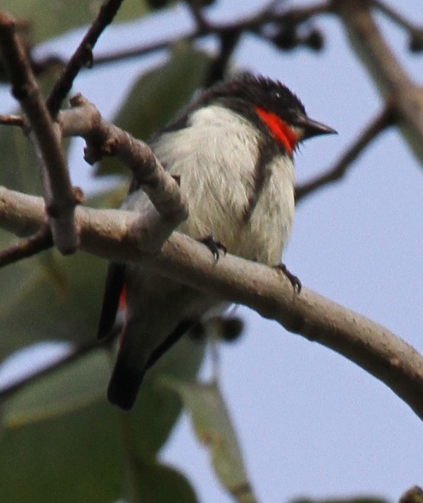 Red-chested Flowerpecker - ML165342771