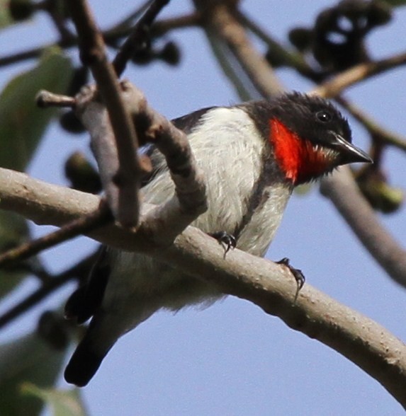 Red-chested Flowerpecker - ML165342781
