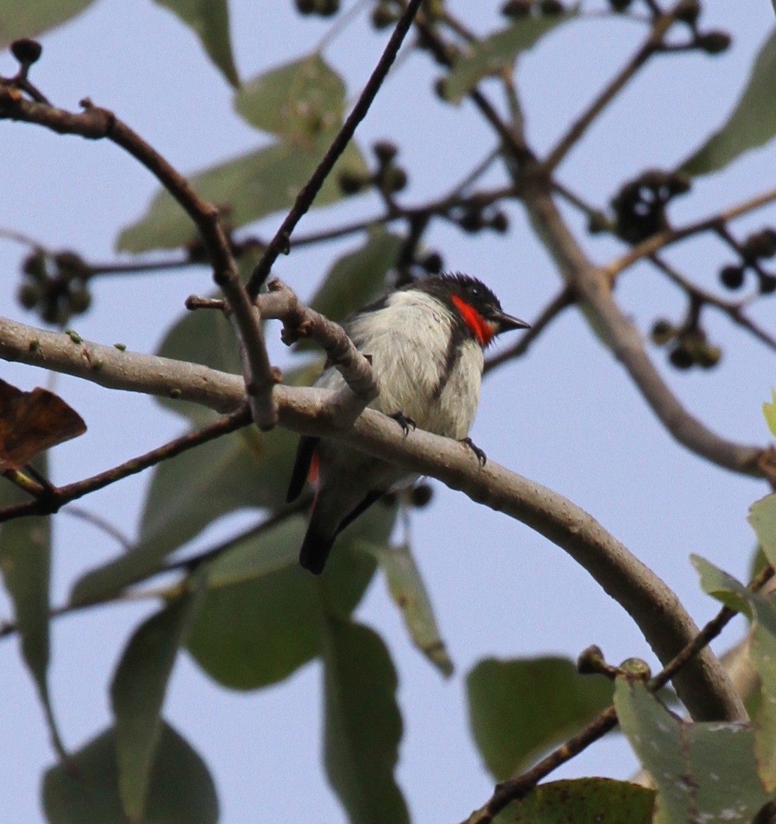 Red-chested Flowerpecker - ML165342841