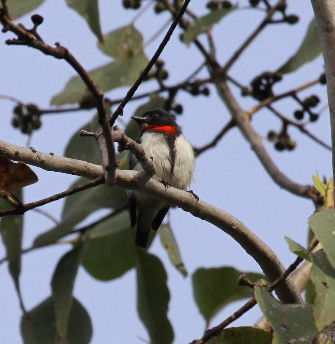 Red-chested Flowerpecker - ML165342851
