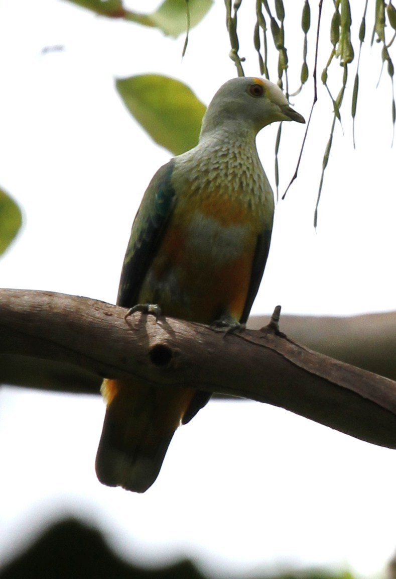 Rose-crowned Fruit-Dove - ML165344481