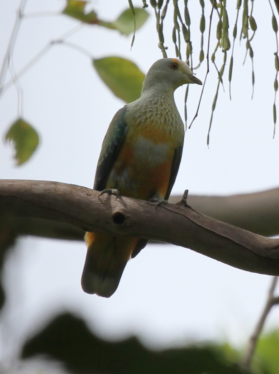Rose-crowned Fruit-Dove - ML165344501