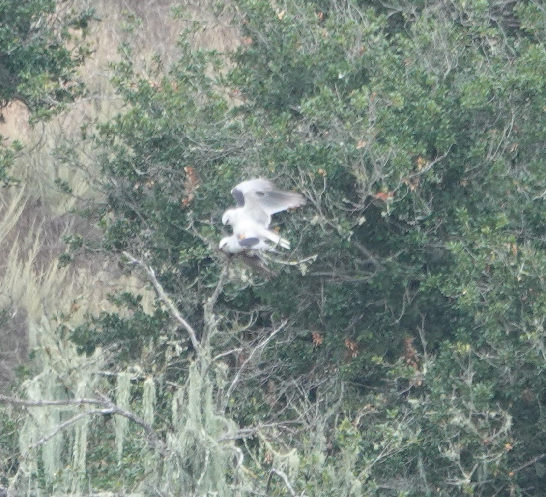 White-tailed Kite - ML165346251