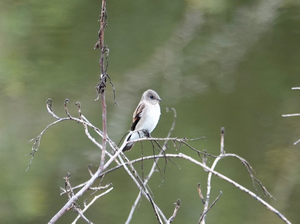 Northern Rough-winged Swallow - ML165347331