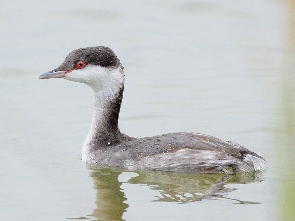 Horned Grebe - Jerry Chen