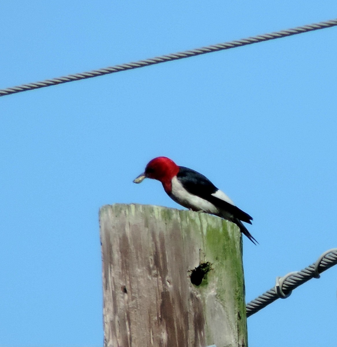 Red-headed Woodpecker - ML165349201