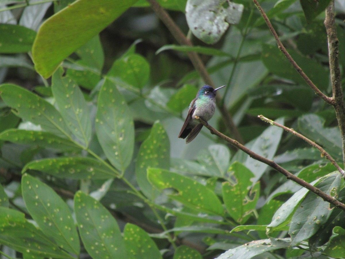 Violet-headed Hummingbird - ML165351891
