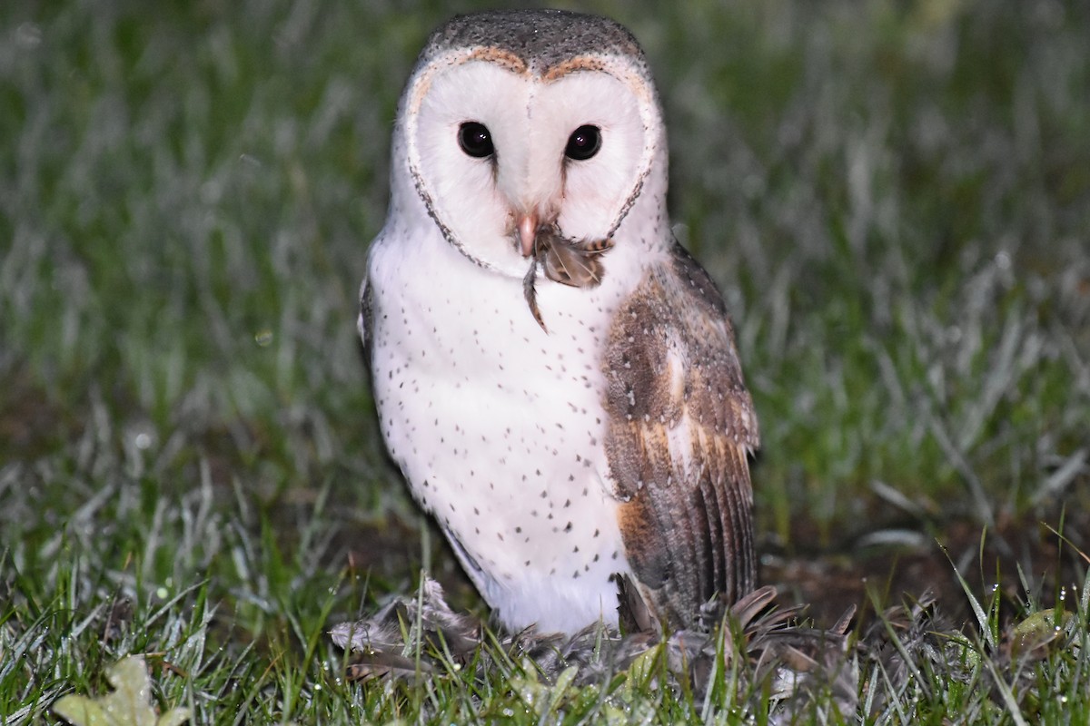 Barn Owl - Peter Griffiths