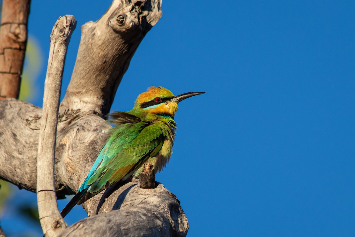 Rainbow Bee-eater - André  Zambolli