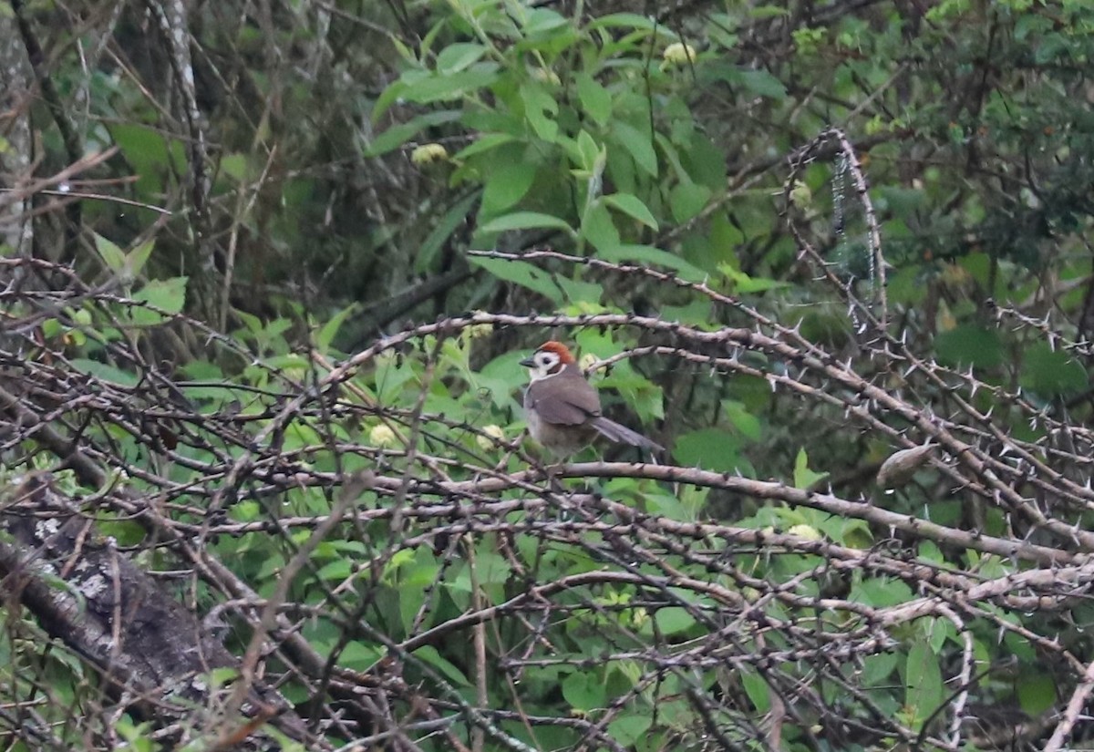 White-faced Ground-Sparrow - ML165360601