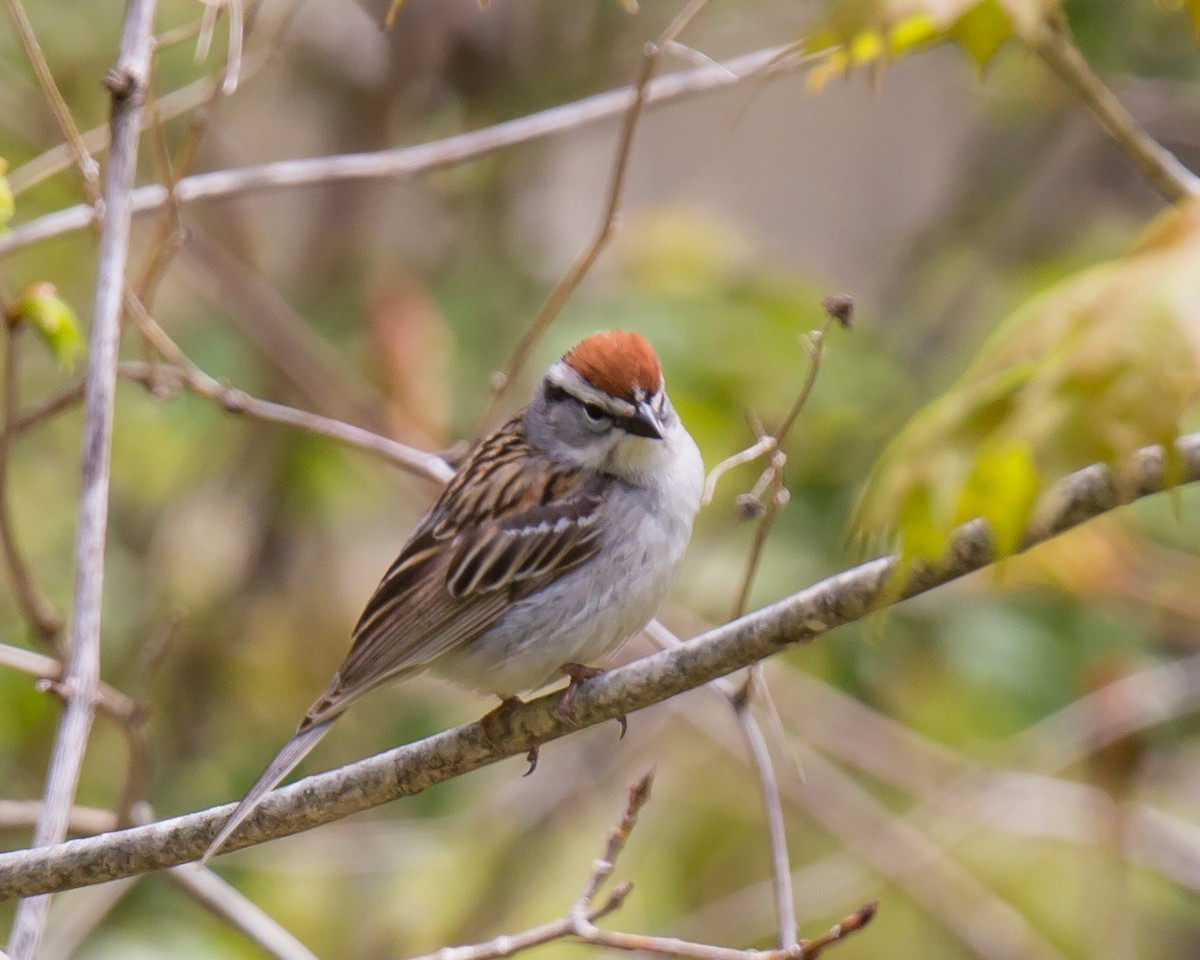 Chipping Sparrow - ML165361731