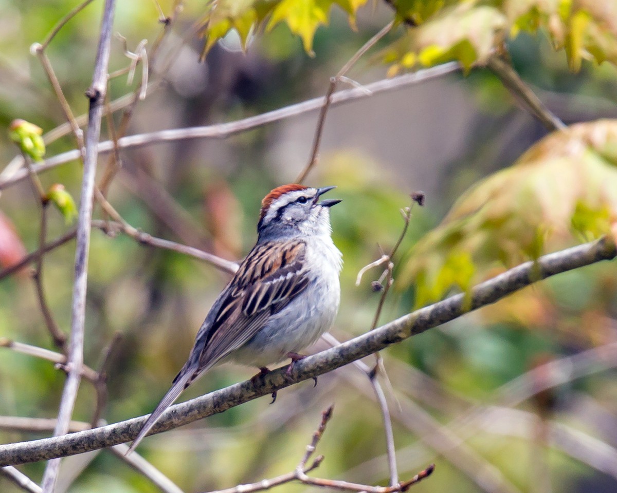 Chipping Sparrow - ML165361741