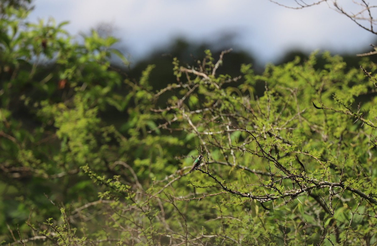 White-eared Hummingbird - Luis Jose Kafie
