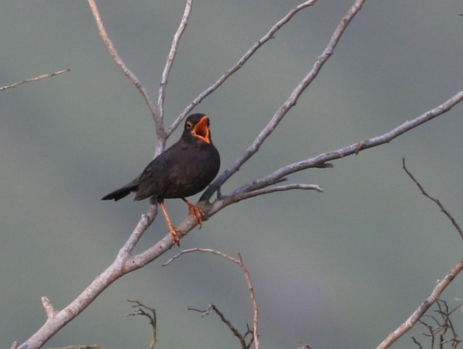 Indian Blackbird - Vijaya Lakshmi